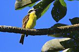 Boat-billed Flycatcher